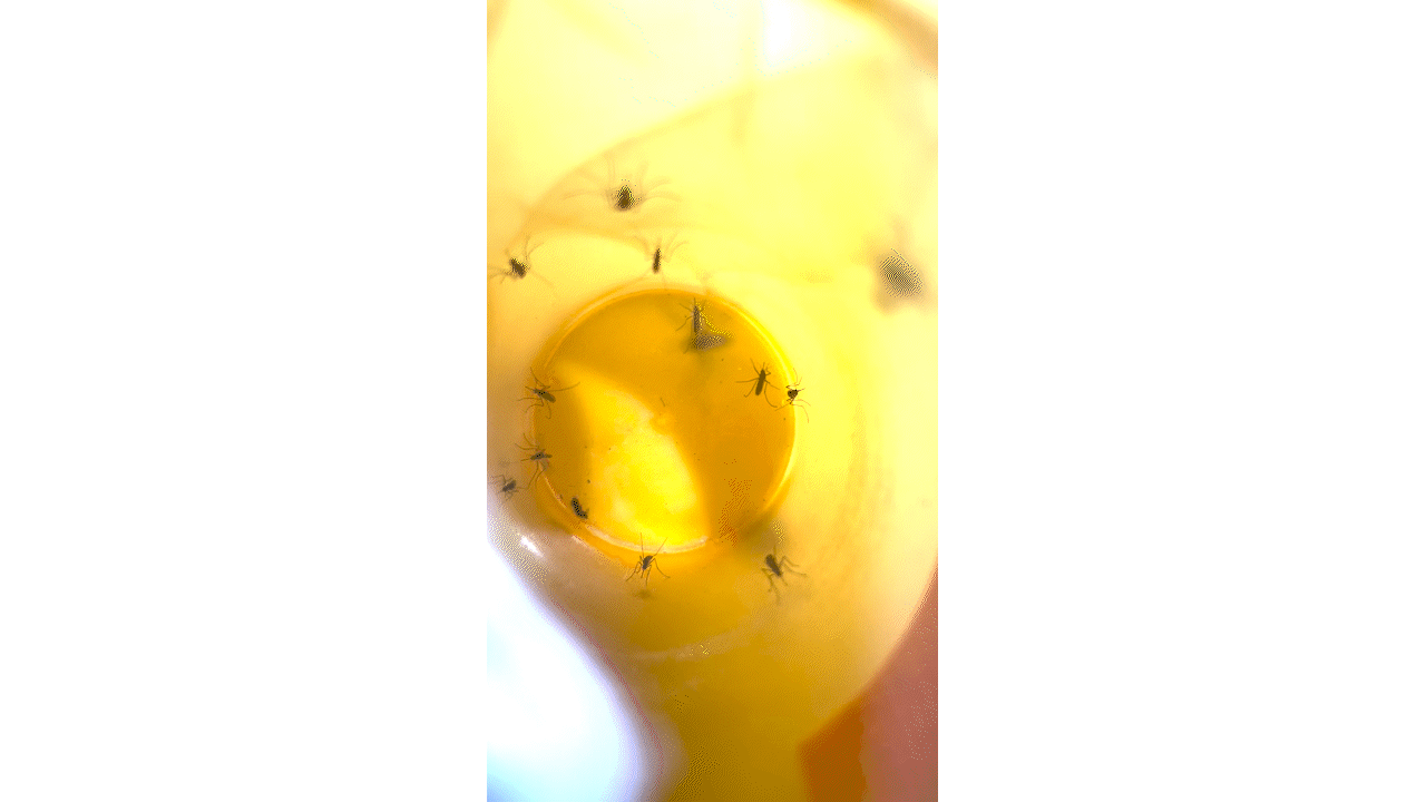 25_cup full of mosquitoes GIF