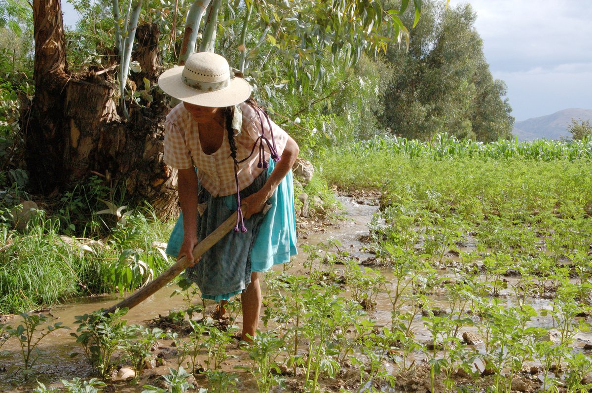 Woman hoeing a crop in a muddy field.