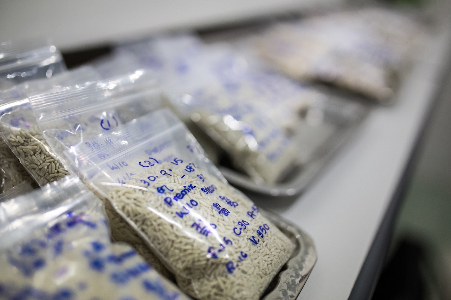 Samples of fortified grains to be mixed with rice in Yangon, Myanmar. The micronutrients in the fortified grains can be customized to meet the needs of specific populations.  Photo: PATH/Minzayar.