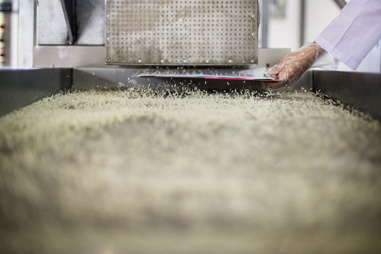 A closeup of a conveyor belt carrying fortified grains with a gloved hand in the background.