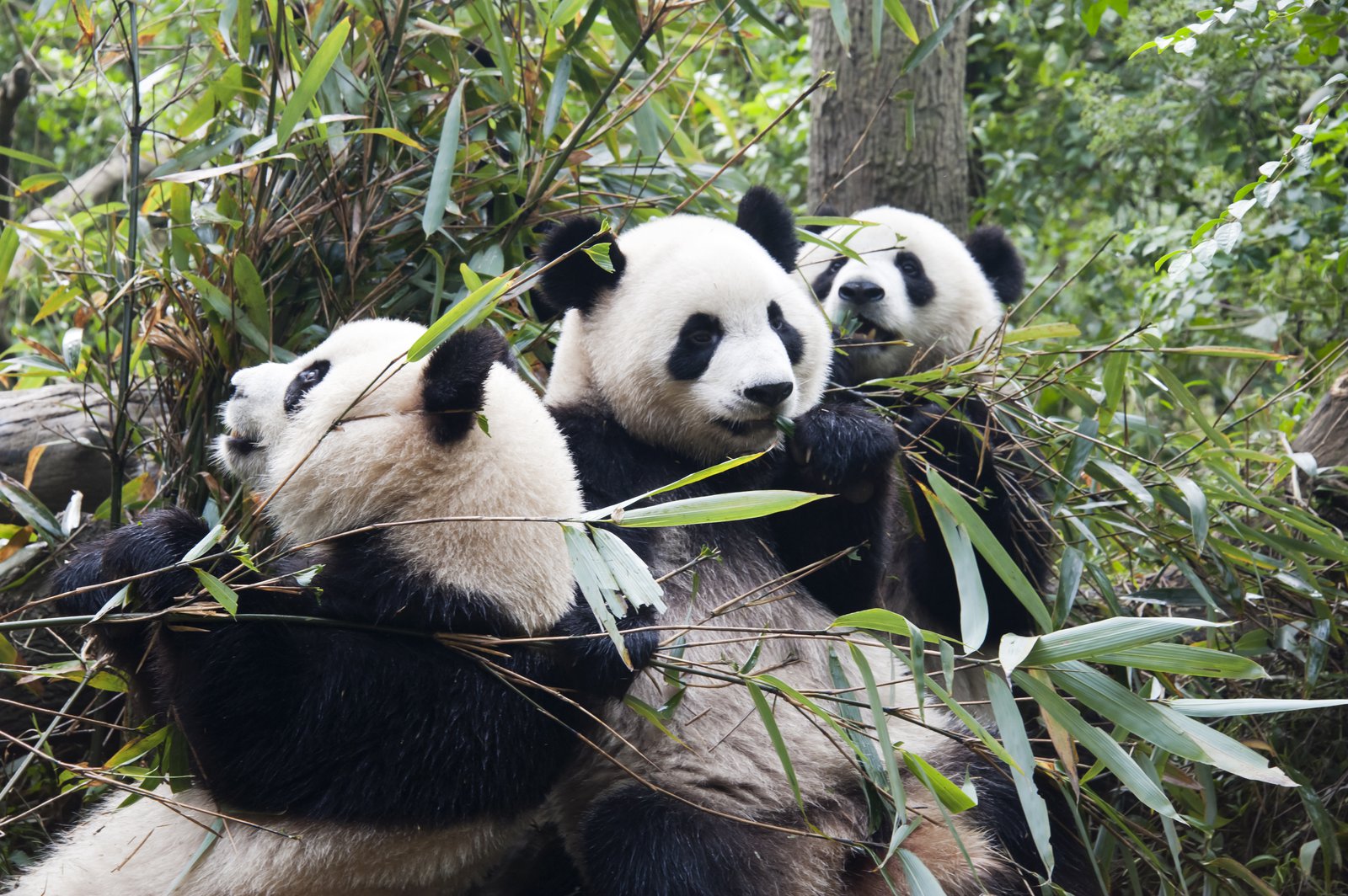 Three panda bears in a wooded area. 