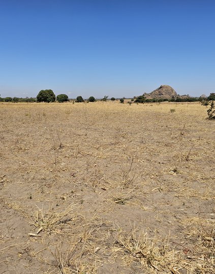 Anne Mwale's farm in Petauke District, Zambia, illustrates the severe impact of climate change on local agriculture. Photo: PATH