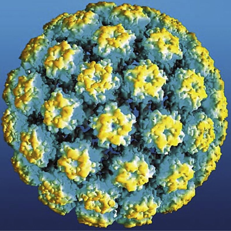 An atomic model of human papillomavirus L1 vaccine-like particles joined together to form a sphere. Image: Elsevier Ltd.