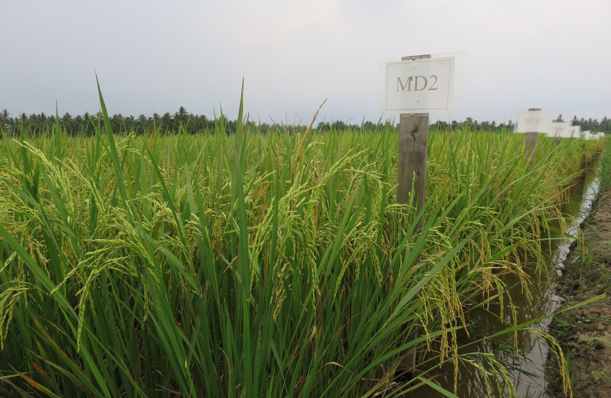 A rice paddy in Ayeyarwady Region, Myanmar. Photo: PATH/Dara Lee.