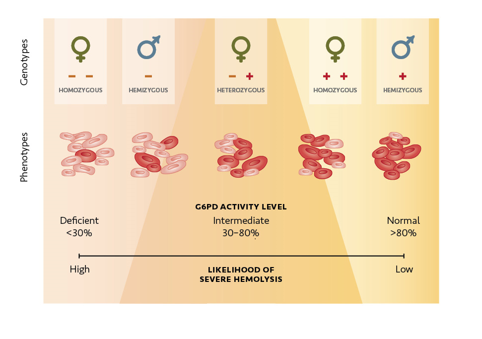 G6PD risk